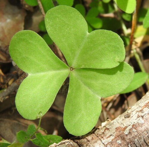 Image of Drummond's Woodsorrel (Oxalis drummondii) by (c) saltyhiker, some rights reserved (CC BY)
