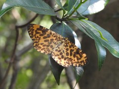 Epobeidia tigrata tigrata