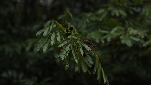 Calliandra tweediei, photographed by an iNaturalist contributor