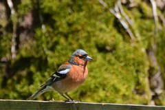 Fringilla coelebs coelebs