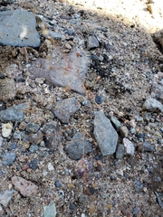 Nemacladus orientalis