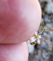 Nemacladus orientalis