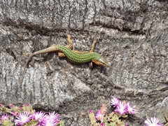 Podarcis pityusensis