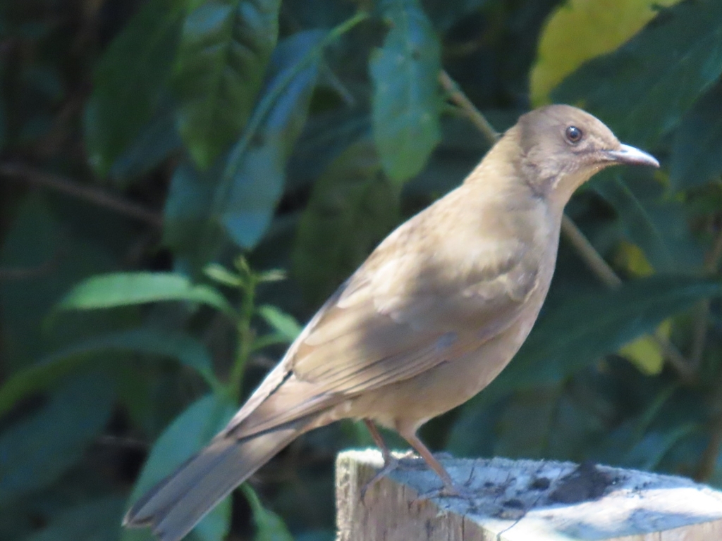 Mountain Thrush