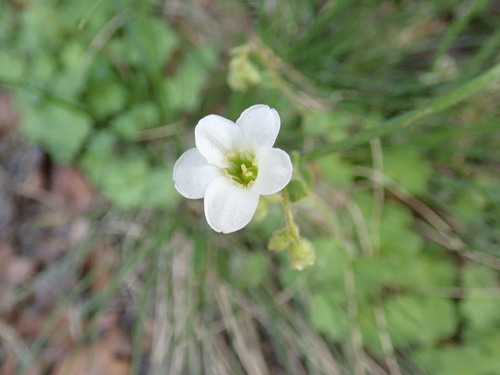 Image of Saxifraga sibirica by no rights reserved