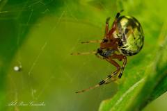 Araneus workmani