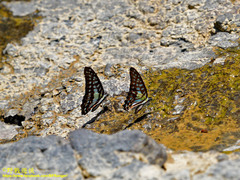 Graphium bathycles