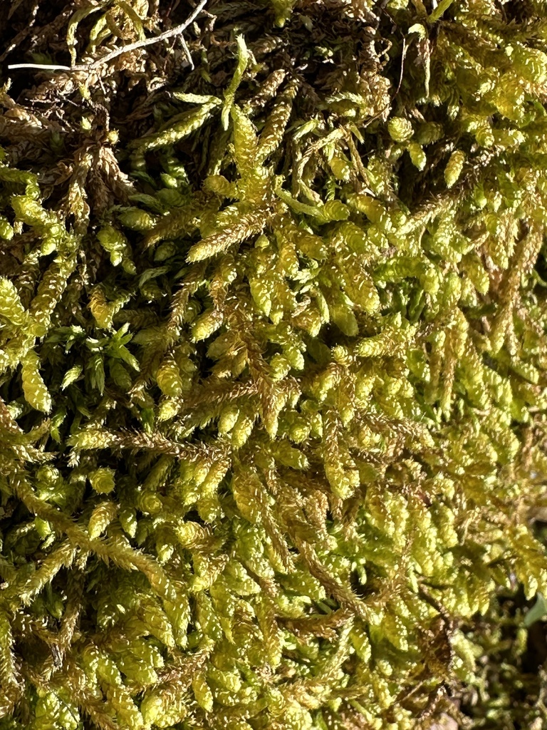 spoon-leaved moss from Hickory Hollow Nap Trail, Lancaster, VA, US on ...