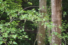 Stachyurus praecox