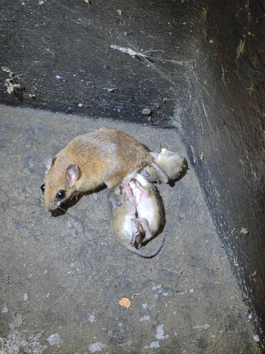 Sumichrast's Vesper Rat