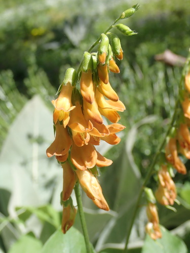 Image of Lathyrus aureus by no rights reserved