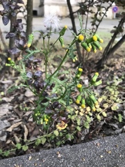 Senecio vulgaris