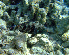 Scarus fuscopurpureus