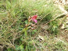 Anacamptis papilionacea papilionacea