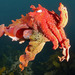 Australian Giant Cuttlefish - Photo (c) John Turnbull, some rights reserved (CC BY-NC-SA)