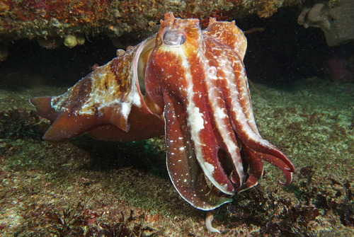 Australian Giant Cuttlefish