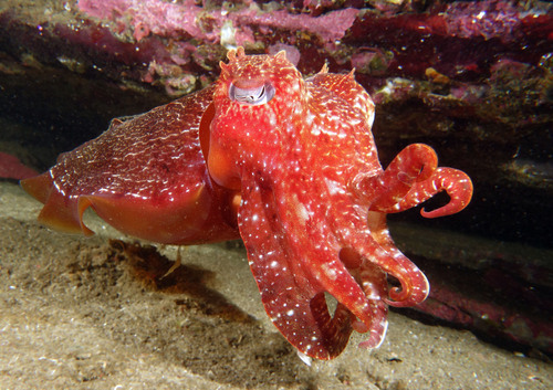 Australian Giant Cuttlefish