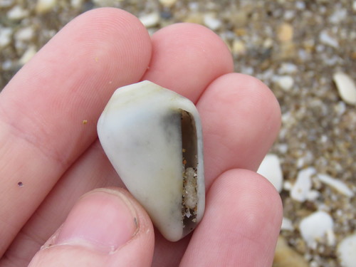 Conus lemniscatus, 2019-04-20