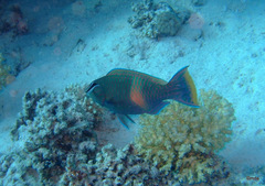 Scarus fuscopurpureus