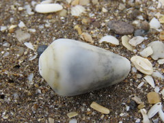 Conus carcellesi