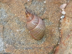 Phasianotrochus eximius