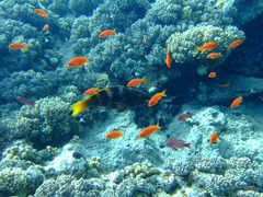 Scarus ferrugineus