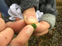 Caltha appendiculata