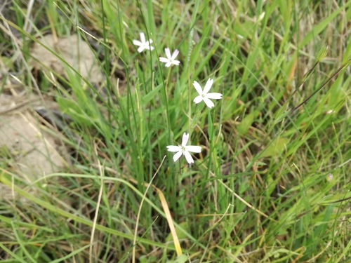 Eudianthe laeta