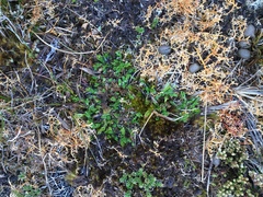 Caltha appendiculata