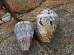 Conus coronatus