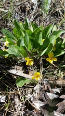 Viola nuttallii