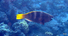 Scarus ferrugineus