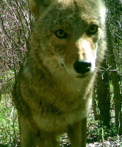 Coyote photographed in Texas