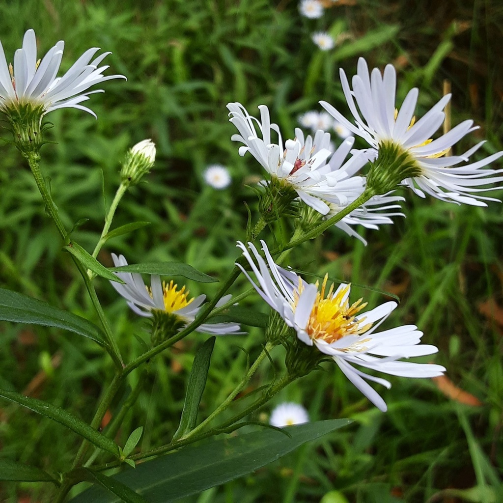 American asters from Jenolan State Forest, NSW 2790, Australia on March ...