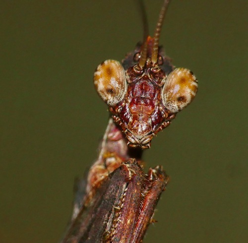 Photo of Common Bark Mantid (Oxypiloidea tridens)