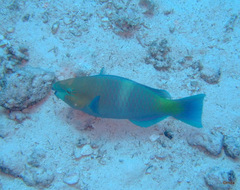 Scarus ferrugineus