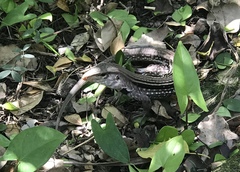 Pholidoscelis chrysolaemus