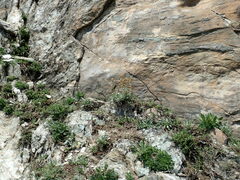 Matthiola montana, photograph John Kenrick Gibson, CC0, iNaturalist via GBIF