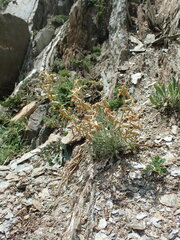 Matthiola montana, photograph John Kenrick Gibson, CC0, iNaturalist via GBIF