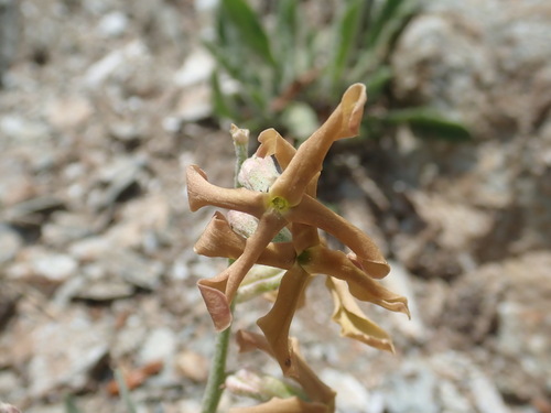 Matthiola montana, photograph 6