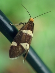 Lampronia capitella