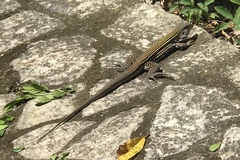 Pholidoscelis chrysolaemus