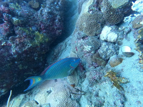 Parrotfish