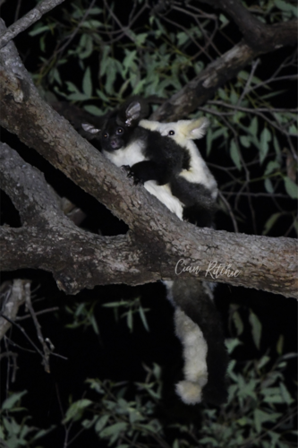 Greater Glider, Queensland, AU, photo 10 of 10