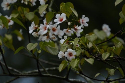 Foto de Óleo de Tung