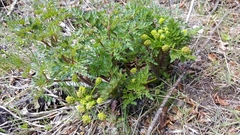 Lomatium dissectum