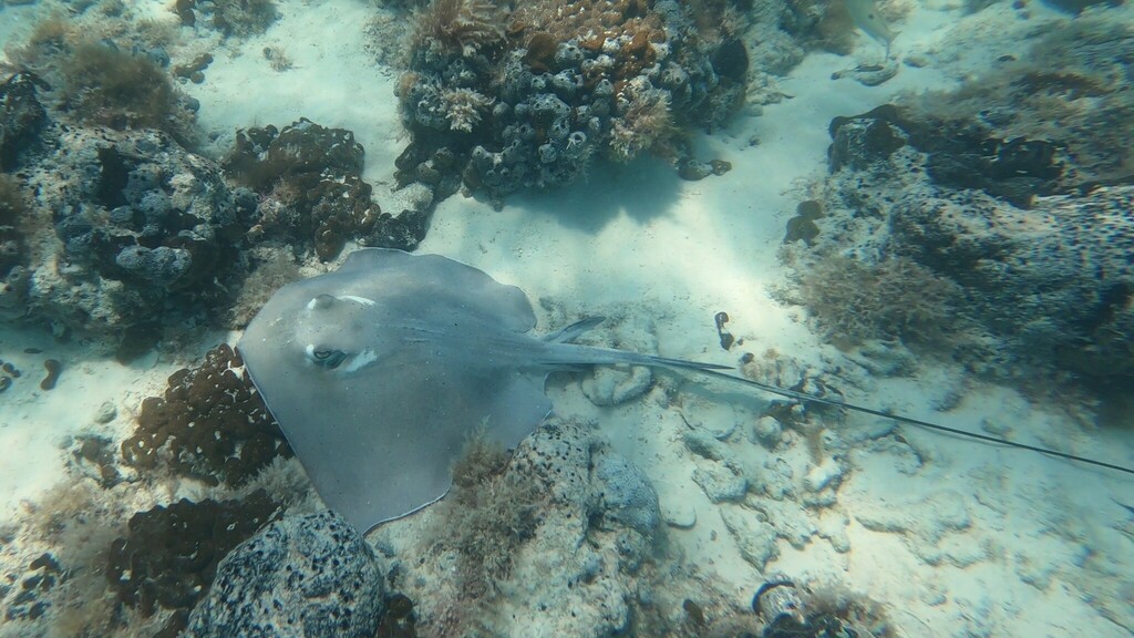 Southern stingray swimming between coral heads over sand