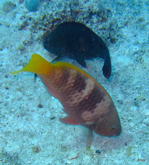 Scarus ferrugineus