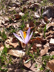 Crocus