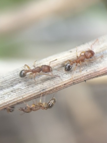 Bicolored Pennant Ant photo 4